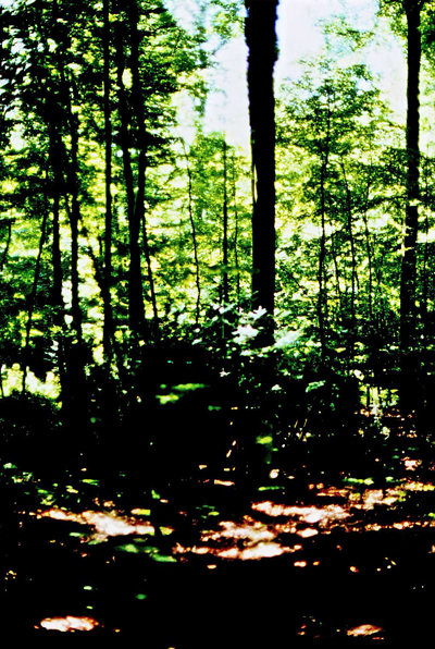 Wald